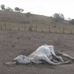 seca na regiao cacaueira